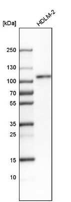 Western Blot: RAP80 Antibody [NBP1-87156]