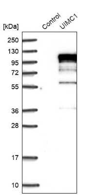 Western Blot: RAP80 Antibody [NBP1-87157]