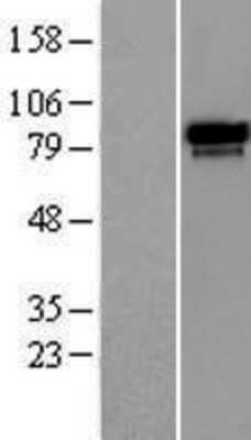 Western Blot: RAP80 Overexpression Lysate [NBP2-07057]