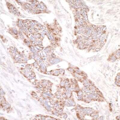 Immunohistochemistry-Paraffin: RAPGEF2 Antibody [NBP1-06549]