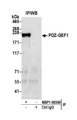 Immunoprecipitation: RAPGEF2 Antibody [NBP1-06549]