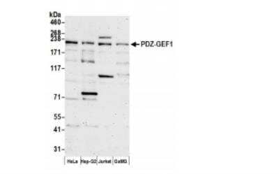 Western Blot: RAPGEF2 Antibody [NBP1-06549]