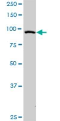 Western Blot: RAPGEF3 Antibody (2E5) [H00010411-M01]