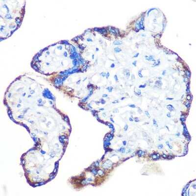 Immunohistochemistry-Paraffin: RAPGEF3 Antibody (5A7K7) [NBP3-16343]