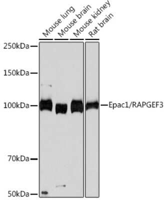 Western Blot: RAPGEF3 Antibody (5A7K7) [NBP3-16343]