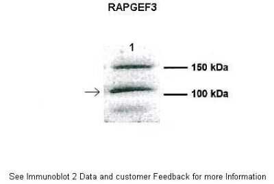 Western Blot: RAPGEF3 Antibody [NBP1-57045]