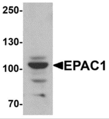 Western Blot: RAPGEF3 AntibodyBSA Free [NBP2-81767]