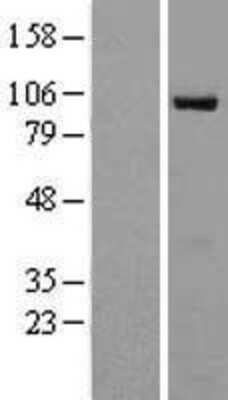 Western Blot: RAPGEF3 Overexpression Lysate [NBL1-15152]