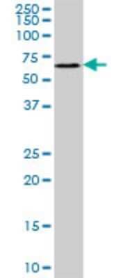 Western Blot: RAPGEF5 Antibody (2E4) [H00009771-M09]