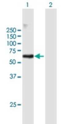 Western Blot: RAPGEF5 Antibody [H00009771-B01P]