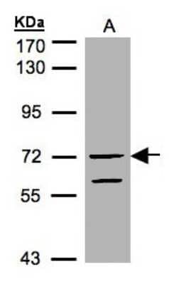 Western Blot: RAPGEF5 Antibody [NBP1-32220]