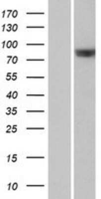 Western Blot: RAPGEF5 Overexpression Lysate [NBP2-07464]