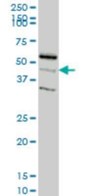 Western Blot: RAPGEFL1 Antibody (4G2) [H00051195-M04]