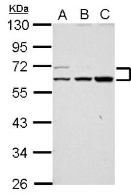 Western Blot: RAPGEFL1 Antibody [NBP2-20078]