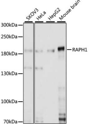 Western Blot: RAPH1 AntibodyAzide and BSA Free [NBP2-93675]