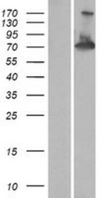 Western Blot: RAPH1 Overexpression Lysate [NBP2-04556]