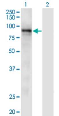 Western Blot: RASA3 Antibody (1F11) [H00022821-M01]