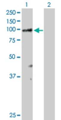 Western Blot: RASA3 Antibody [H00022821-D01P]