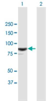 Western Blot: RASAL1 Antibody [H00008437-B01P]