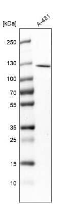 Western Blot: RASAL2 Antibody [NBP1-82578]