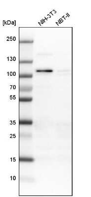Western Blot: RASAL2 Antibody [NBP1-82578]