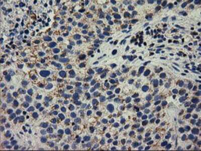 Immunohistochemistry-Paraffin: RASD2 Antibody (OTI1F7) [NBP2-03331]