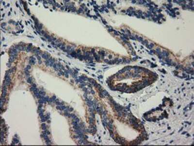 Immunohistochemistry-Paraffin: RASD2 Antibody (OTI1F7) [NBP2-03331]
