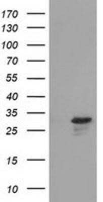 Western Blot: RASD2 Antibody (OTI1F7)Azide and BSA Free [NBP2-73808]