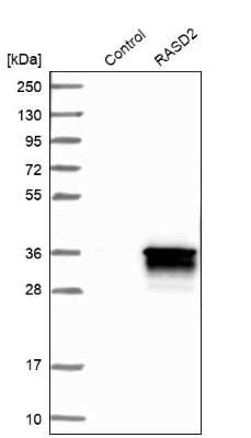 Western Blot: RASD2 Antibody [NBP1-82775]