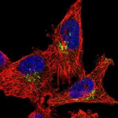 Immunocytochemistry/ Immunofluorescence: RASGEF1A Antibody [NBP1-85670]