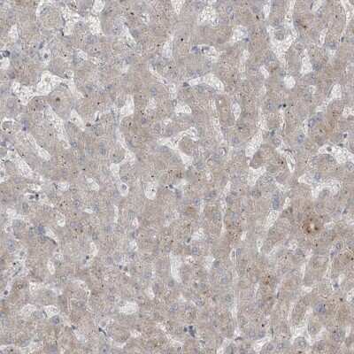 Immunohistochemistry-Paraffin: RASGEF1A Antibody [NBP1-85670]