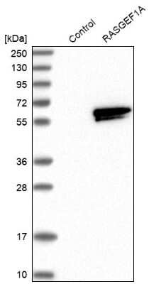 Western Blot: RASGEF1A Antibody [NBP1-85670]