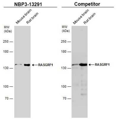 Western Blot: RASGRF1 Antibody [NBP3-13291]