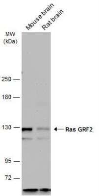 Western Blot: RASGRF2 Antibody [NBP2-20087]