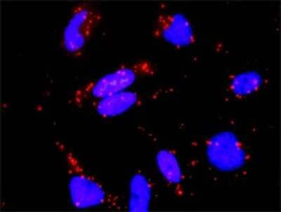 Proximity Ligation Assay: RASGRP 4 Antibody [H00115727-D01P]