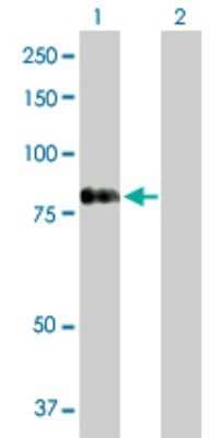 Western Blot: RASGRP 4 Antibody [H00115727-D01P]