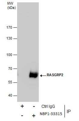 Immunoprecipitation: RASGRP2 Antibody [NBP1-33315]