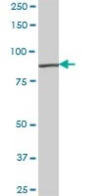 Western Blot: RASGRP3 Antibody [H00025780-B01P]