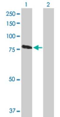 Western Blot: RASGRP3 Antibody [H00025780-B01P]