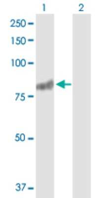 Western Blot: RASGRP3 Antibody [H00025780-D01P]