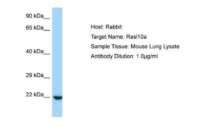 Western Blot: RASL10A Antibody [NBP1-98422]