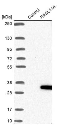 Western Blot: RASL11A Antibody [NBP2-30368]