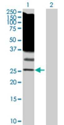 Western Blot: RASL11B Antibody [H00065997-D01P]