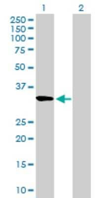 Western Blot: RASL12 Antibody [H00051285-B01P]