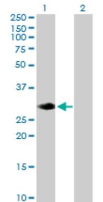 Western Blot: RASL12 Antibody [H00051285-B02P]