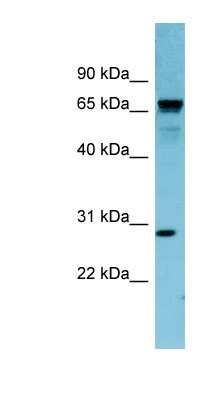 Western Blot: RASL12 Antibody [NBP1-58889]