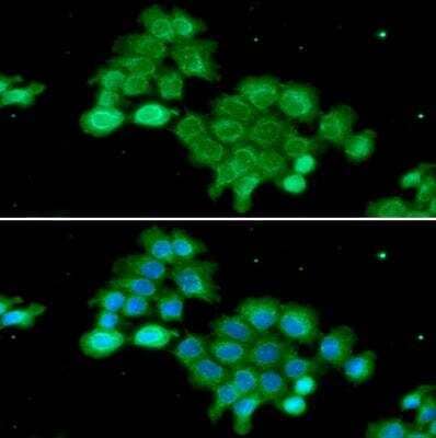 Immunocytochemistry/ Immunofluorescence: RASSF1 Antibody (3F3) - BSA Free [NBP1-04342]