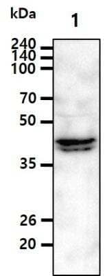 Western Blot: RASSF1 Antibody (3F3)BSA Free [NBP1-04342]