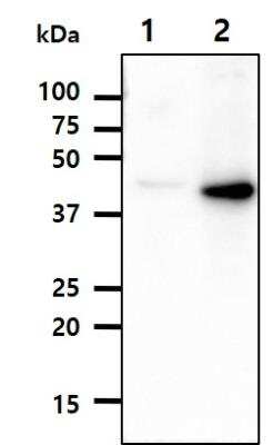 Western Blot: RASSF1 Antibody (3F3)BSA Free [NBP1-04342]