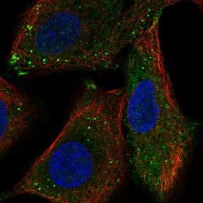 Immunocytochemistry/ Immunofluorescence: RASSF10 Antibody [NBP2-68639]